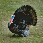 Pick a Turkey